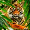 sariska tiger
