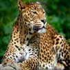 sariska leopard