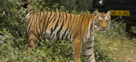 tiger tracking tour