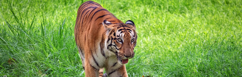 royal bangal tiger
