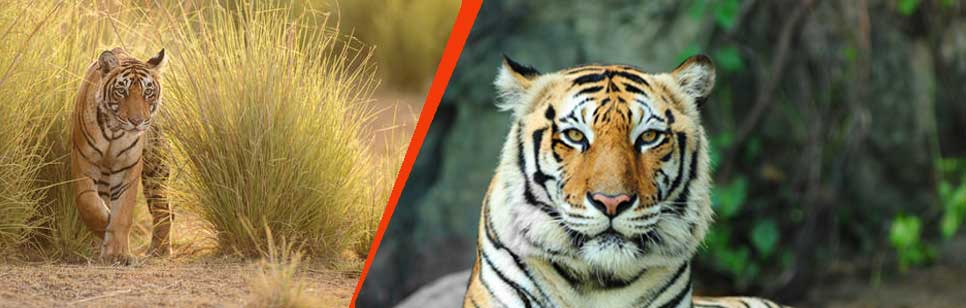 21 Facts about Tigers you need to know - Wild Golden Tigers