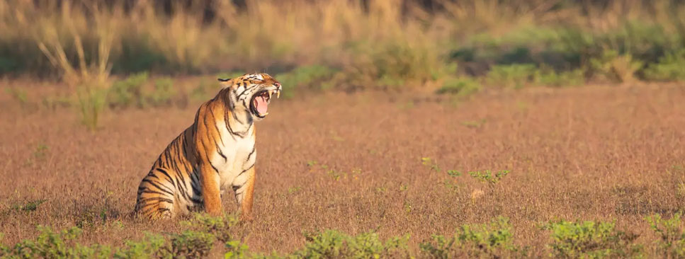 nagzira tadoba tour 