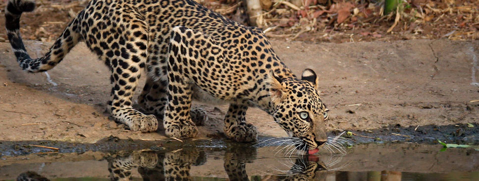 nagzira pench tour 