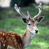 sariska deer