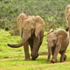 pench elephants