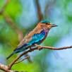 ranthambore bird