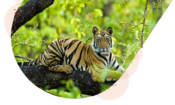 bandhavgarh park banner