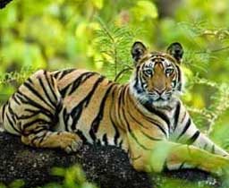 bandhavgarh tour package