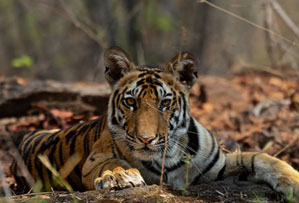 bandhavgarh national park india