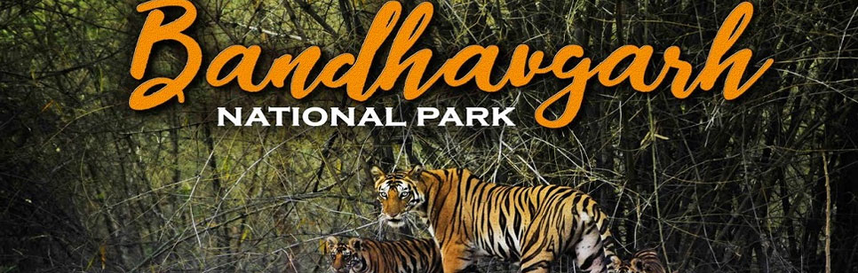 bandhavgarh tigers