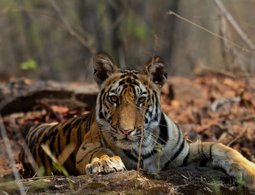 bandhavgarh safari india