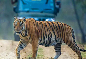 bandipur national park india