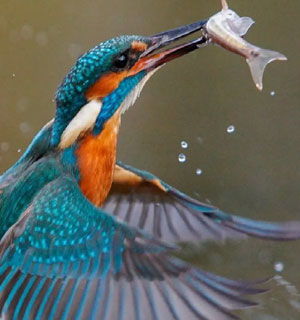 best time to birds watching