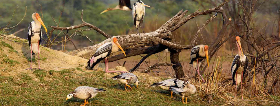 birdswatching in india