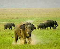 corbett tour package