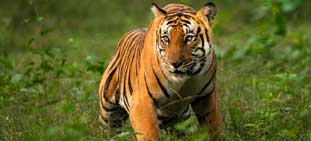 corbett tour package