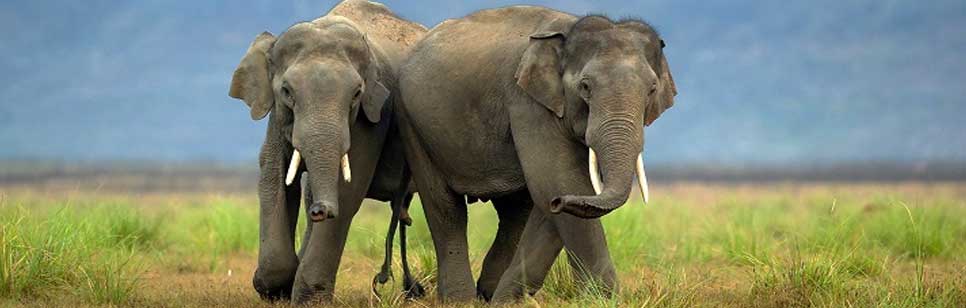 elephants in corbett