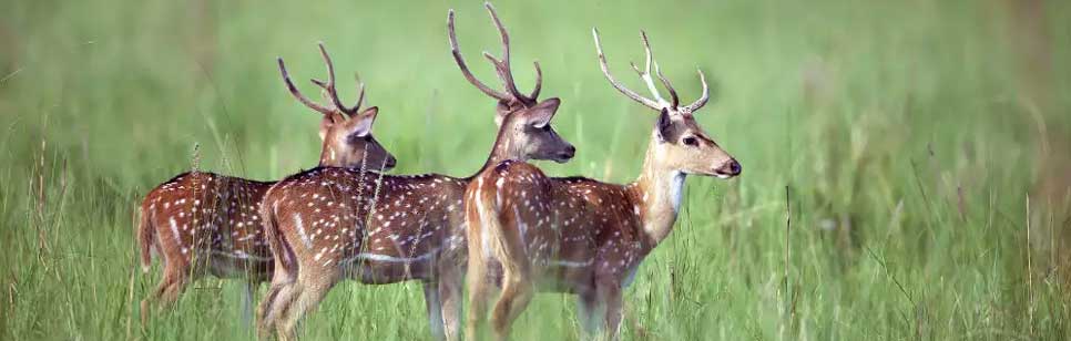 deers in corbett