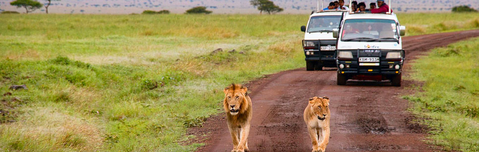 lions safari tour