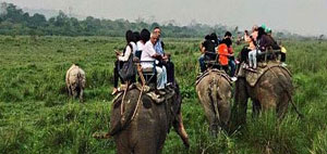 kaziranga elephant safari