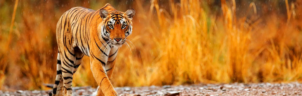 wildlife tiger view