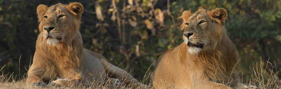 lions in gir