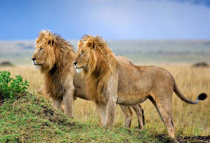 gir national park india