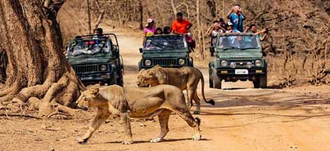 gir tour 3 days