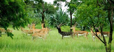 sundarban tour package