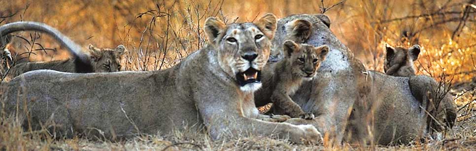 lions in gir park