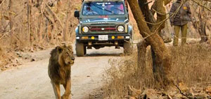 gir safari zones