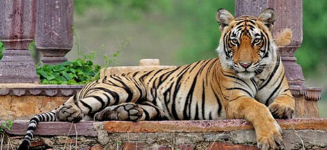 ranthambore golden tour