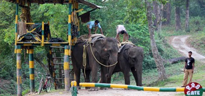 gorumara tour