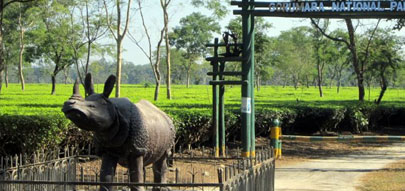 gorumara safari