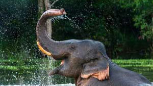 ranthambore elephant