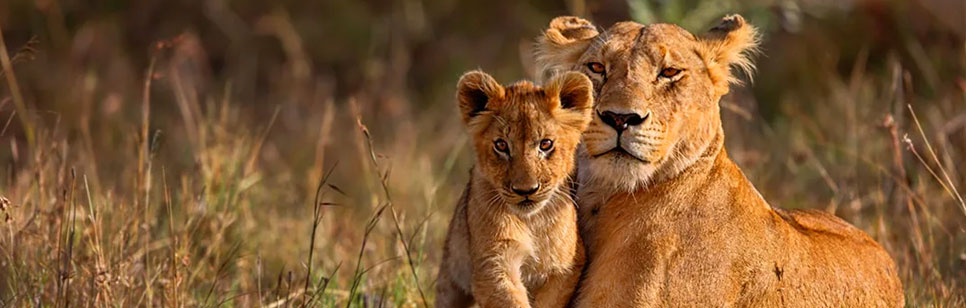 wild lions beauty