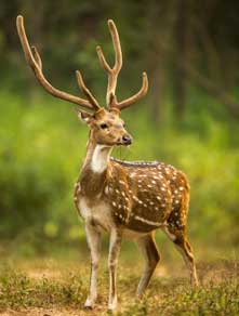  kanha safari