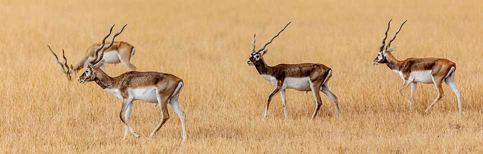 deers in kaziranga