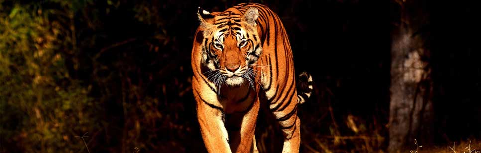 tiger in kanha park