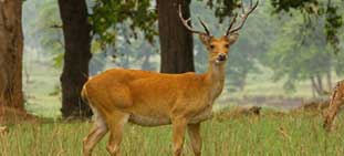 kanha tour package 