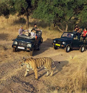 kanha jeep safari