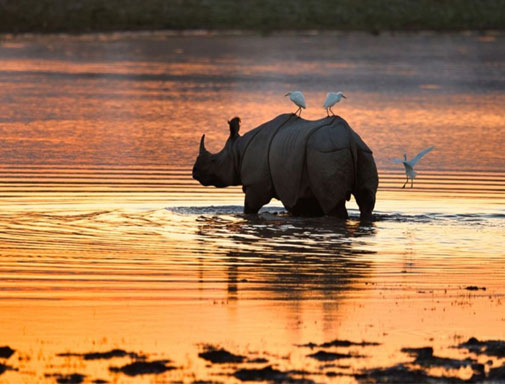kaziranga safari india