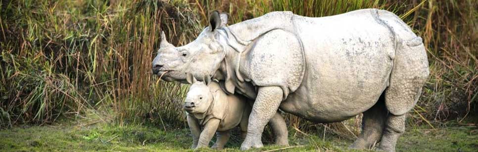 rhino in kaziranga