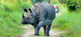 kaziranga tour package