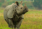 kaziranga safari