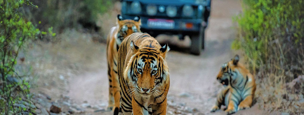 know about indian tiger