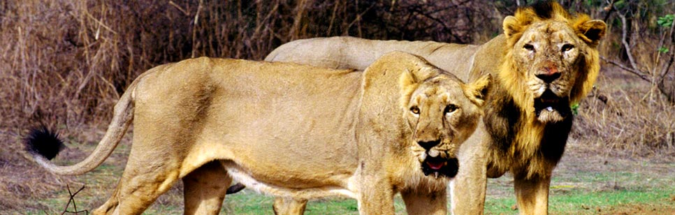 lion tour in india