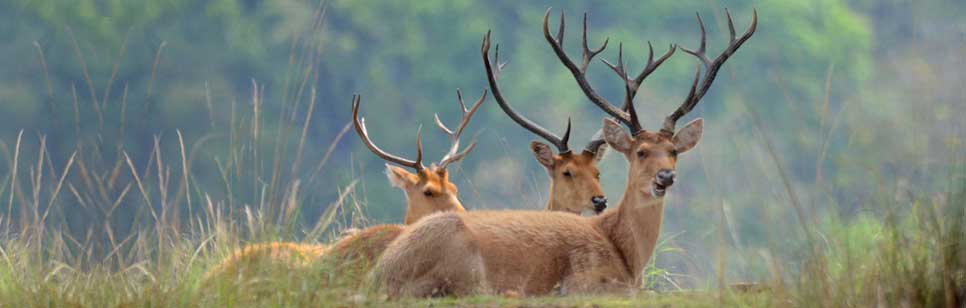 deers wildlife