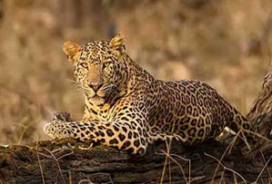 nagarahole national park india