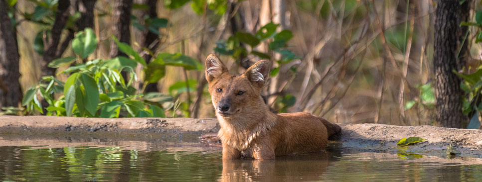 nagzira animals